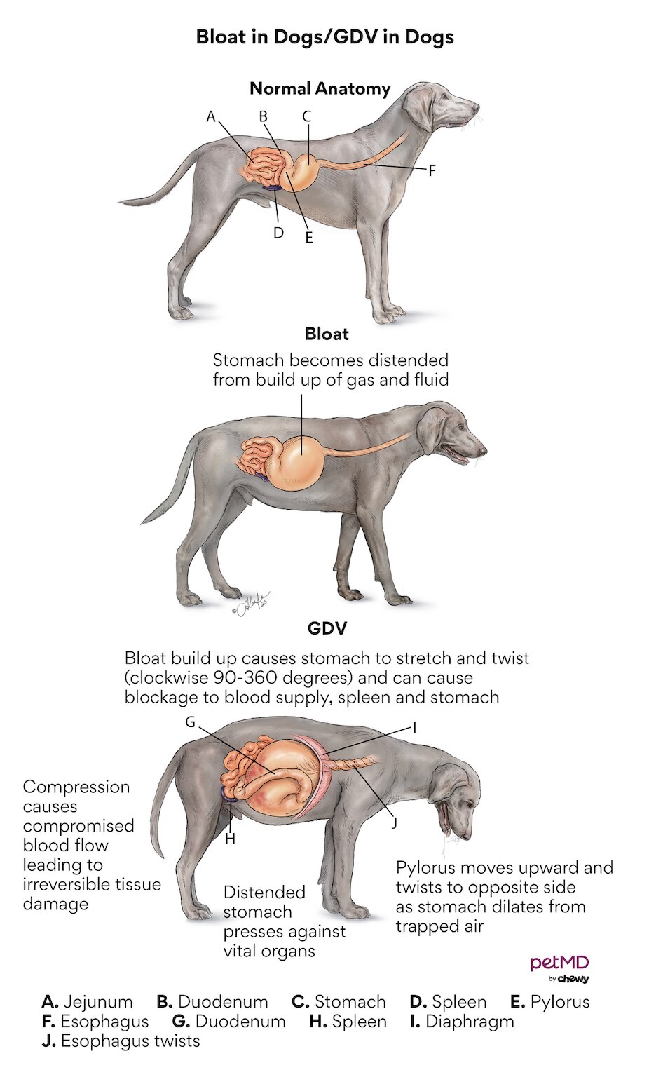 Picture of Gastric Dilatation-Volvulus (GDV) in Dogs | PetMD